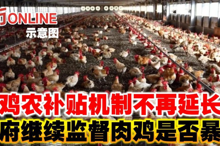 鸡农补贴机制不再延长　政府继续监督肉鸡是否暴涨